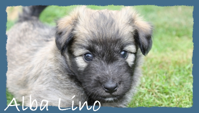 2277-alba lino